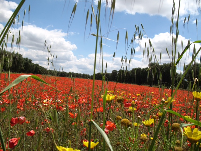 image003