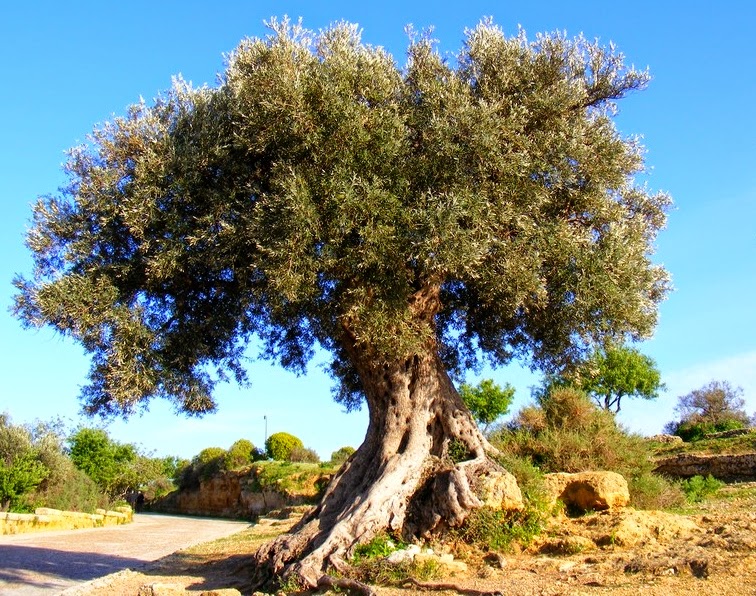 Xylella - Delimitati i territori danneggiati.