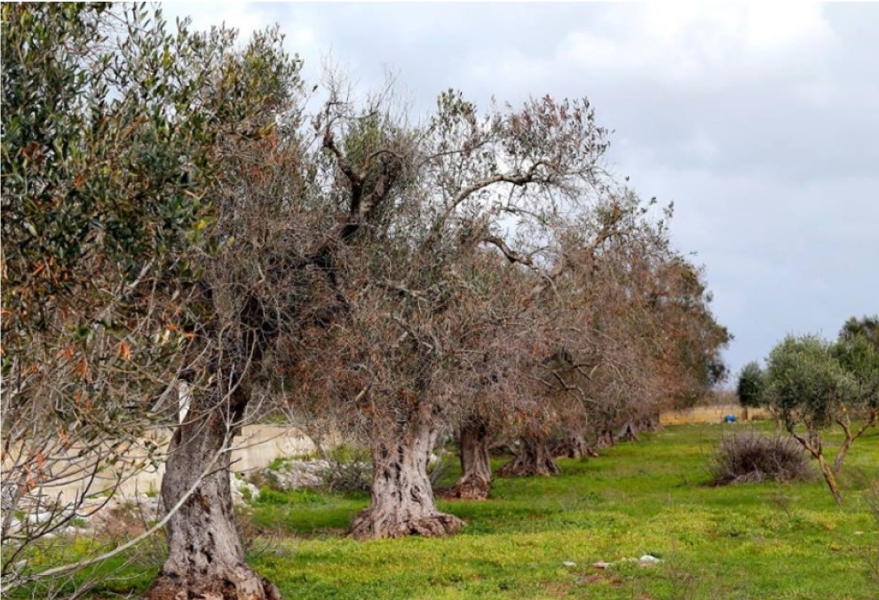 Aggiornamento delle aree delimitate alla Xylella fastidiosa